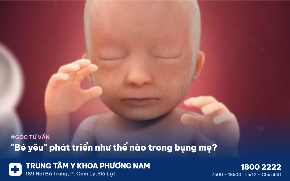 qua-trinh-phat-trien-cua-thai-nhi Quá trình phát triển của thai nhi – Trung Tâm Y Khoa Phương Nam
