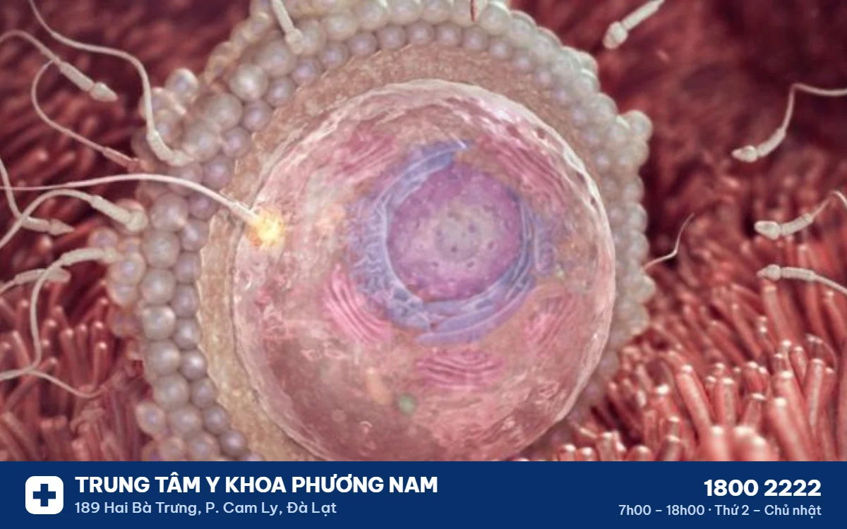 qua-trinh-phat-trien-cua-thai-nhi Quá trình thụ thai – Trung Tâm Y Khoa Phương Nam