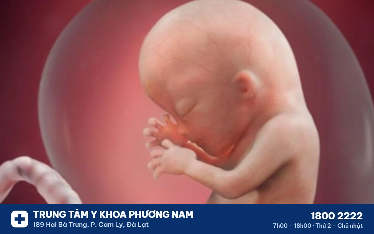 qua-trinh-phat-trien-cua-thai-nhi Thai nhi trong bụng mẹ – Trung Tâm Y Khoa Phương Nam