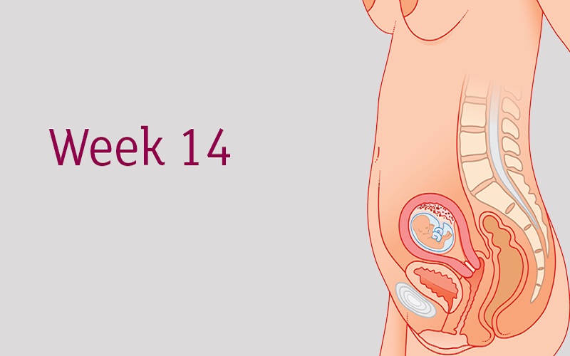 Siêu âm thai 14 tuần có quan trọng không?