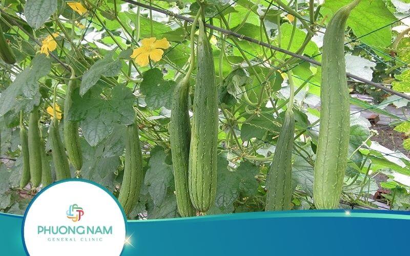 Mẹ Bầu Ăn Mướp Được Không? Có Nguy Hiểm Không?