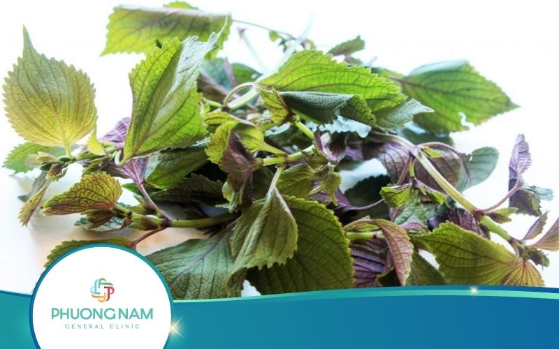 5 Tác Dụng Của Lá Tía Tô Với Trẻ Sơ Sinh Sẽ Khiến Mẹ Bất Ngờ