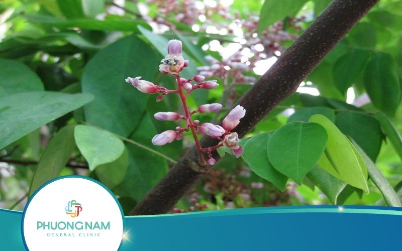 Nên Tắm Lá Khế Chua Hay Ngọt Cho Bé Để Trị Rôm Sảy?