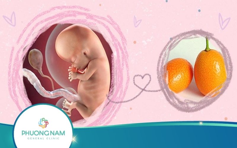 Mẹ Cần Biết: Thai 10 Tuần Phát Triển Như Thế Nào?