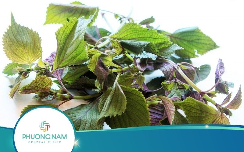 Cách Uống Tía Tô Trước Khi Tiêm Phòng Cho Bé Hiệu Quả