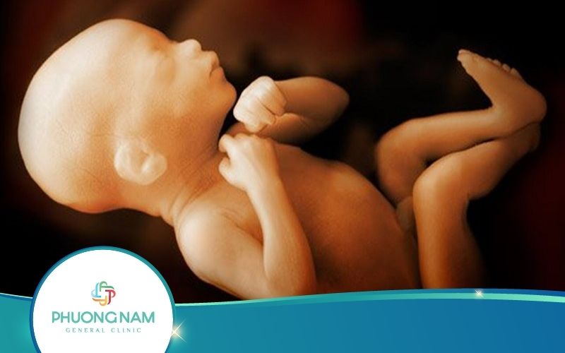 Em Bé Trong Bụng Mẹ Ngủ Khi Nào? Ngủ Trong Bao Lâu?