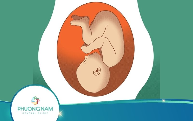 Thai Nhi Nằm Ở Vị Trí Nào Trong Bụng Mẹ? – Kiến Thức Y Khoa