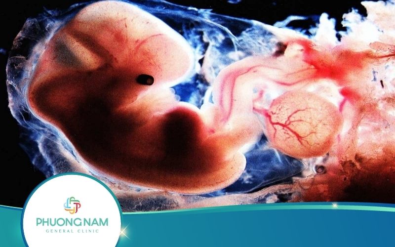 Khi Thai Nhi 6 Tuần Tuổi Cơ Thể Mẹ Thay Đổi Như Thế Nào?