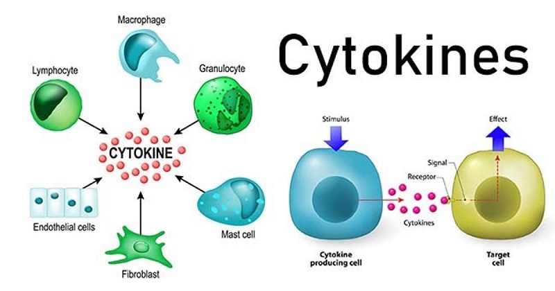 Bão Cytokine trong COVID-19 -3
