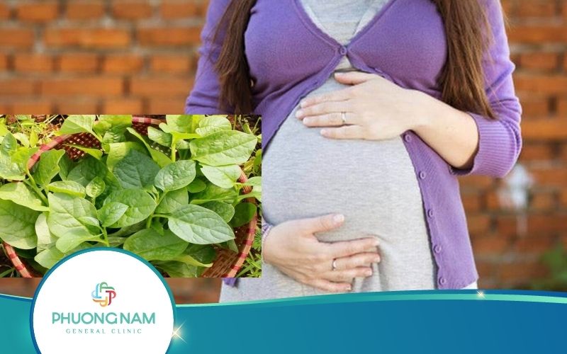 Bầu Ăn Rau Mồng Tơi Được Không? – Những Điều Cần Lưu Ý