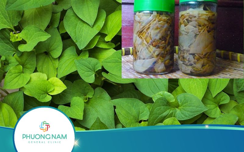 Rượu Ngâm Rau Diếp Cá Có Tác Dụng Gì? Thực Hiện Thế Nào?