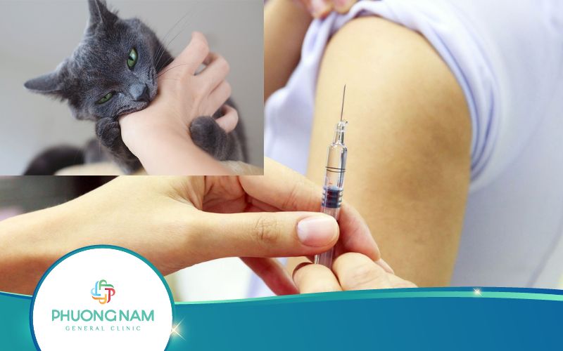Giải Đáp: Bị Mèo Cắn Có Cần Tiêm Phòng Dại Không?