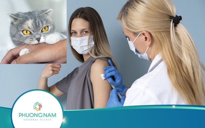Liệu Có Nên Tiêm Phòng Dại Sau 2 Tuần Bị Mèo Cắn Không?