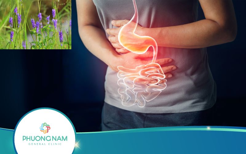 Cây Đuôi Chuột Chữa Dạ Dày Nóng Loét Được Không?