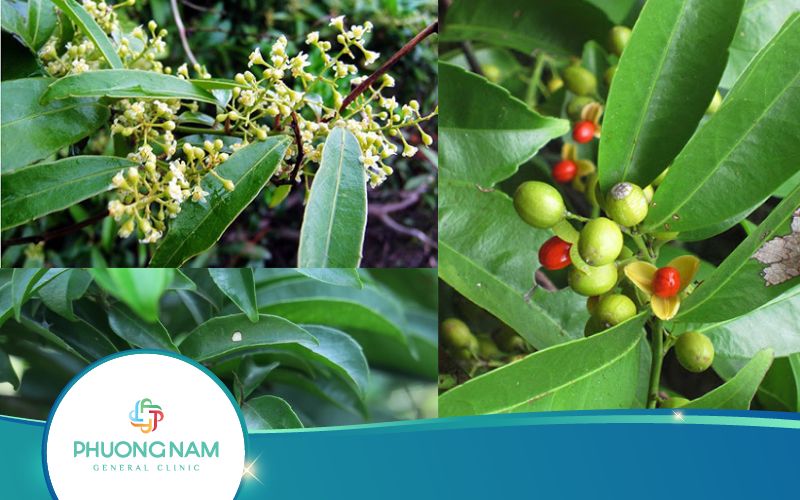 Hỏi Đáp: Hoa Cây Xạ Đen Có Uống Được Không?