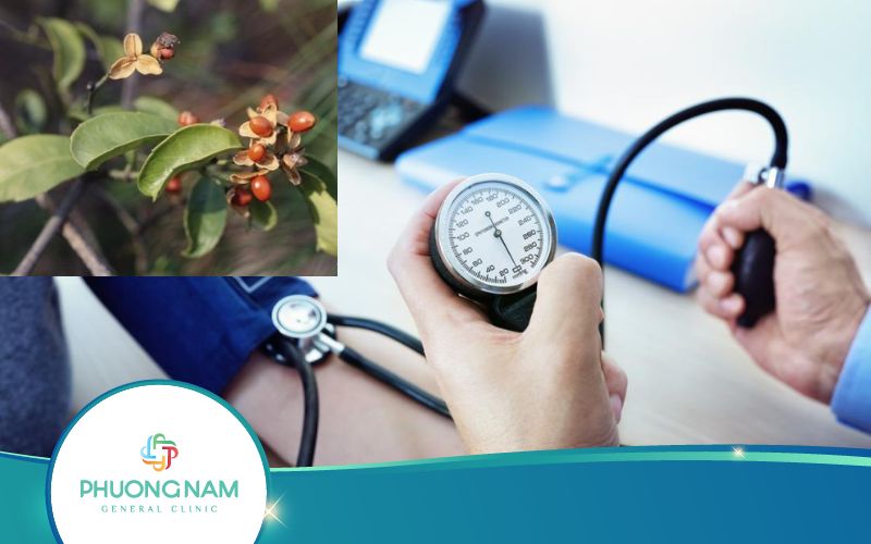 Hỏi Đáp: Uống Lá Xạ Đen Có Bị Tụt Huyết Áp Không?