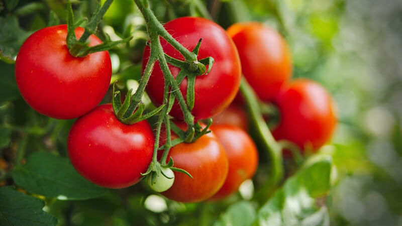 Tác dụng giảm cân của cà chua