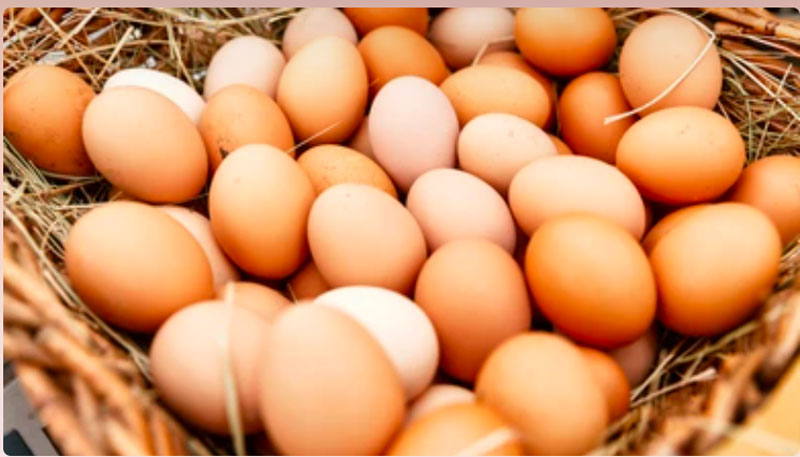 Trứng giàu Protein ít béo