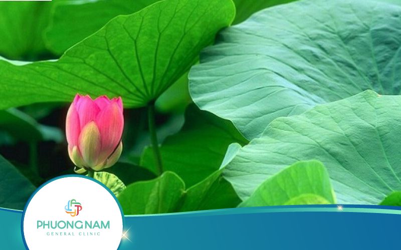 Uống Nước Lá Sen Có Giảm Cân Không?