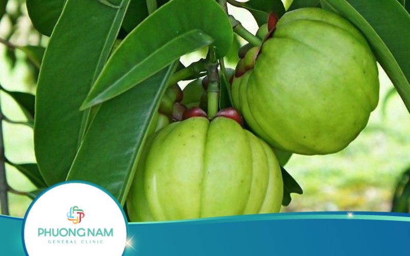 Cách Uống Quả Bứa Giảm Cân Hiệu Quả Điều Trị Viêm Dạ Dày