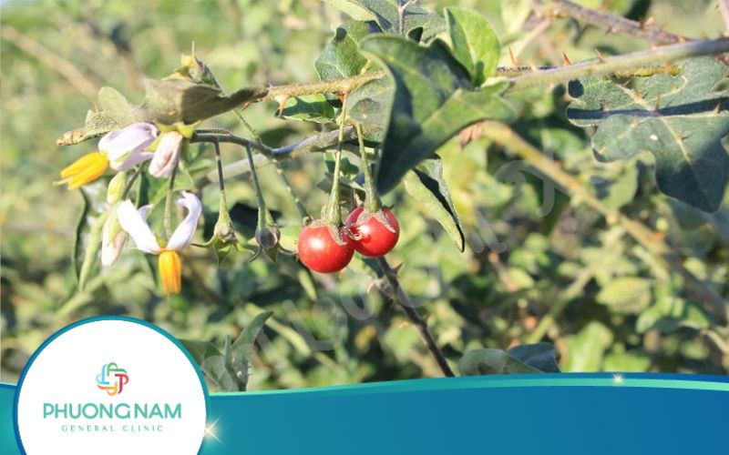 Uống Cà Gai Leo Có Giảm Cân Không? Cần Chú Ý Gì?