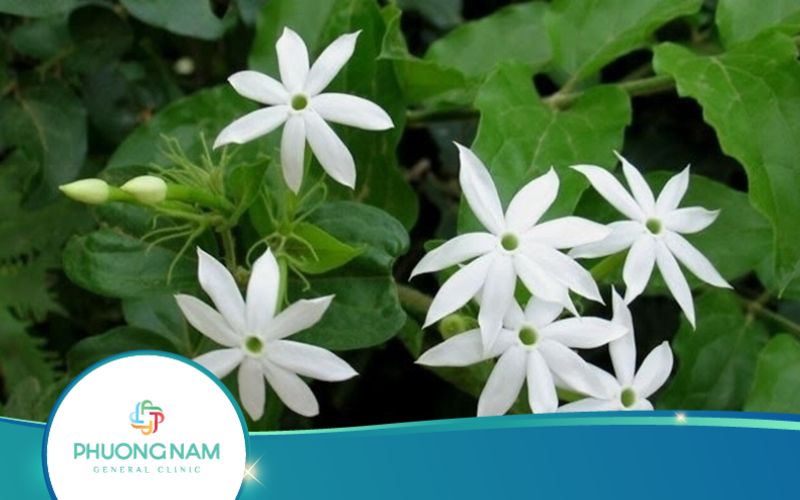 Uống Nước Chè Vằng Giảm Cân Có Thật Sự Hiệu Quả Và An Toàn?