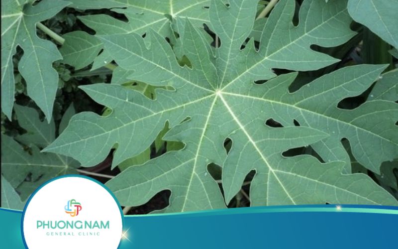 Uống Nước Lá Đu Đủ Có Giảm Cân Không?
