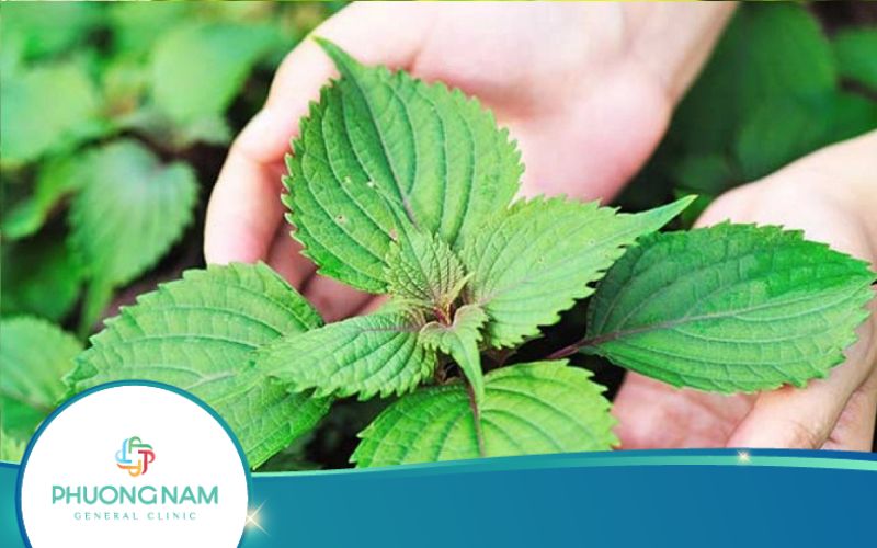 Mách Bạn 4 Cách Nấu Nước Lá Tía Tô Giảm Cân Cấp Tốc