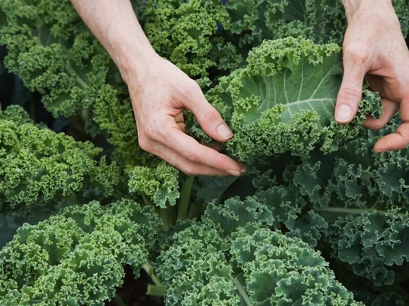 Những giá trị dinh dưỡng của cải kale