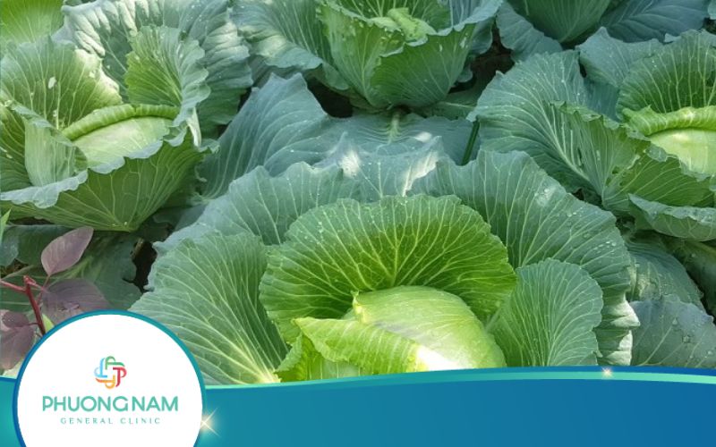7 Cách Làm Salad Bắp Cải Giảm Cân Ngon Và Ít Calo