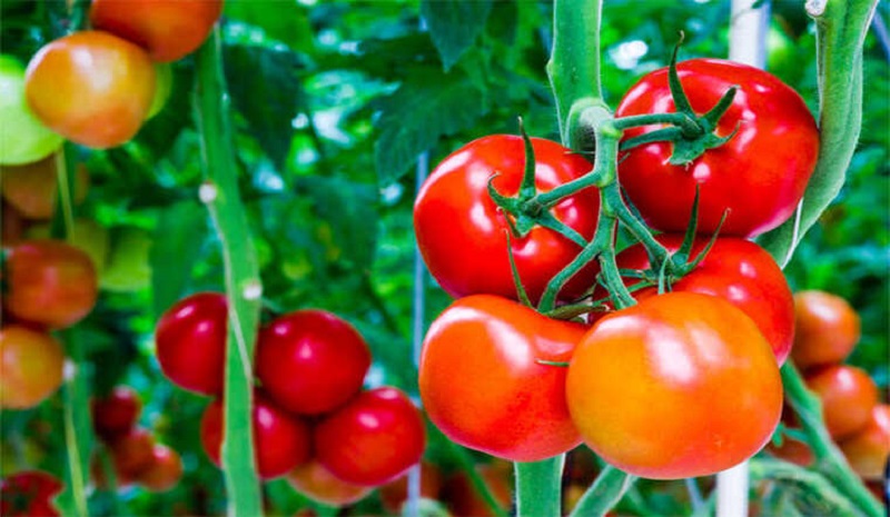 Cà chua chứa lượng nước cao