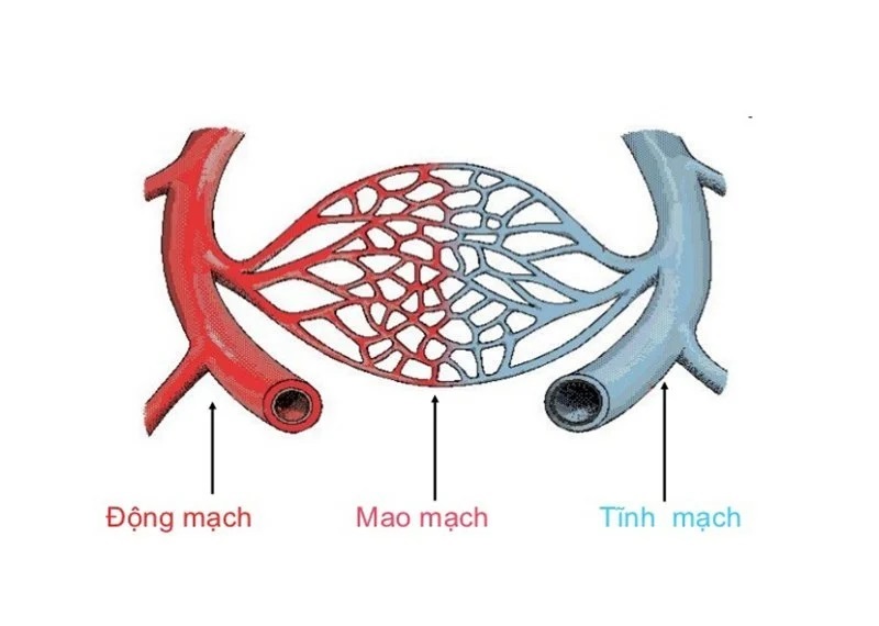 Công dụng của tóp mỡ