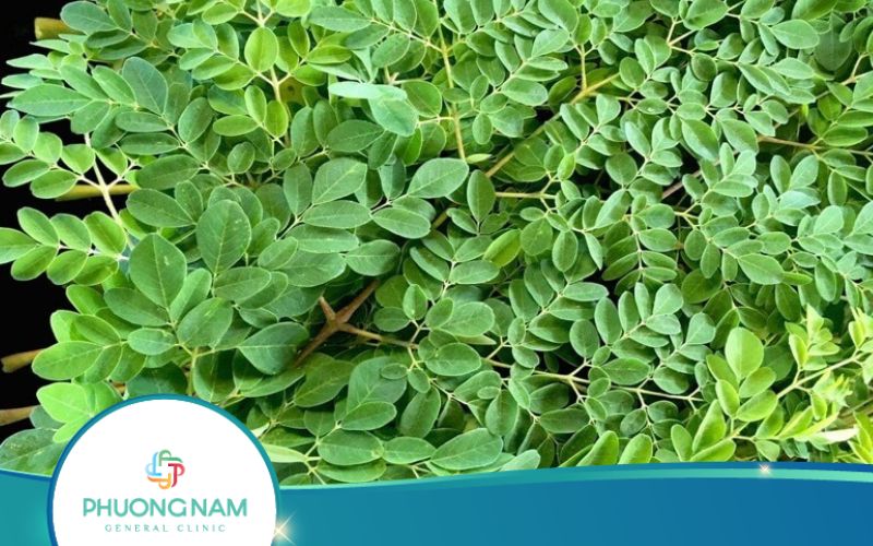 Công Dụng Của Cây Chùm Ngây? Một Số Bài Thuốc Từ Chùm Ngây