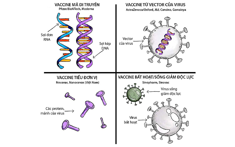 Mỗi loại vắc xin khác nhau sẽ có cơ chế hoạt động riêng biệt đảm bảo lợi ích cho sức khỏe