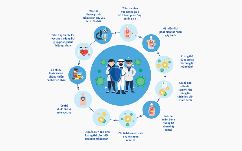Vacxin sẽ giúp cơ thể tập dợt cách phòng chống virus gây bệnh từ đó đảm bảo cơ thể luôn khỏe mạnh trước những làn sóng dịch bệnh truyền nhiễm