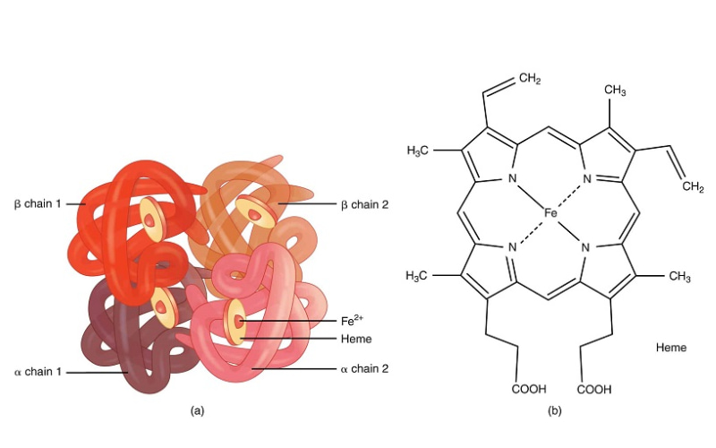 Hemoglobin là một loại protein có trong tế bào hồng cầu của máu