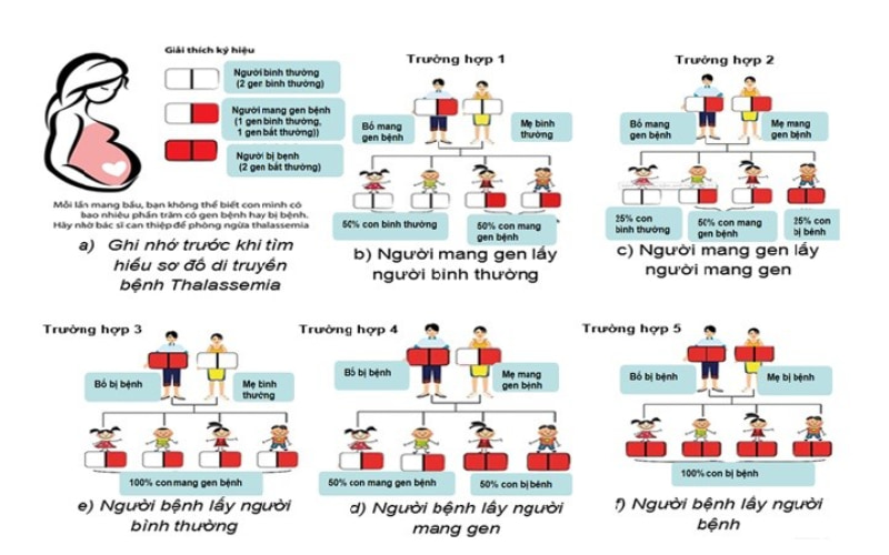 Sơ đồ di truyền bệnh tan máu bẩm sinh