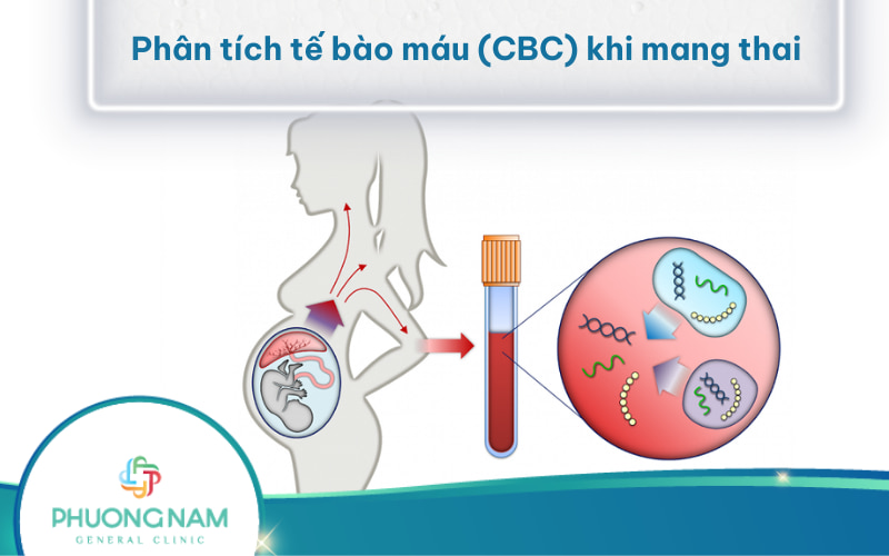 Phân tích tế bào máu (CBC) khi mang thai: Khái niệm, ý nghĩa, quy trình và lưu ý