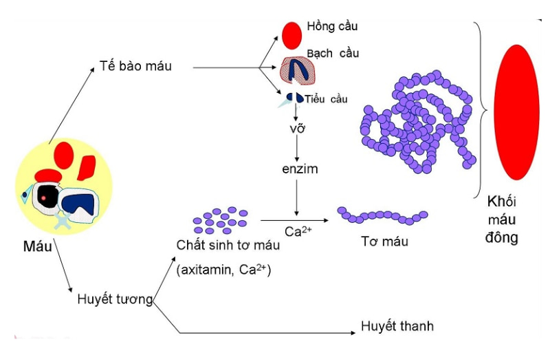 Cơ chế của quá trình đông máu