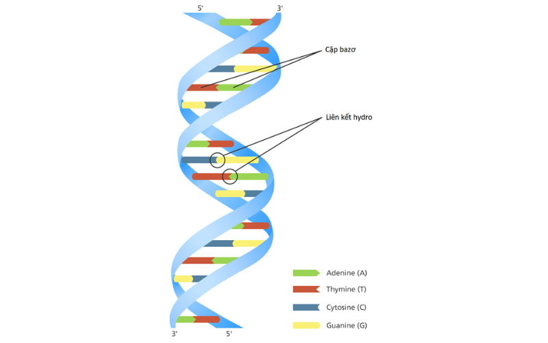 DNA được tạo thành từ các đơn vị nucleotide