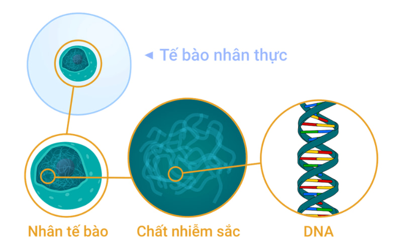 Sao chép DNA hay nhân đôi ADN là quá trình tạo ra một bản sao giống hệt bản gốc của phân tử ADN