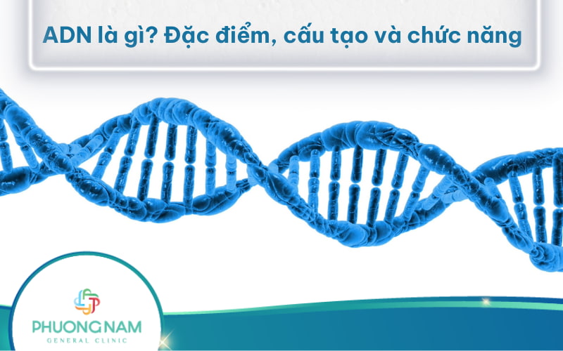 ADN: Khái niệm, cấu tạo, ý nghĩa và ứng dụng trong y học