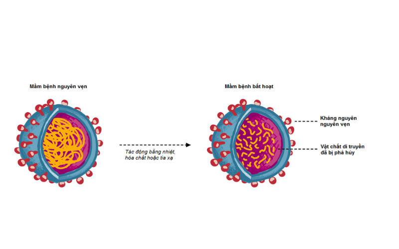 Vaccine bất hoạt được sản xuất bằng cách nuôi cấy tác nhân gây bệnh, thường là virus trong những môi trường thích hợp. 