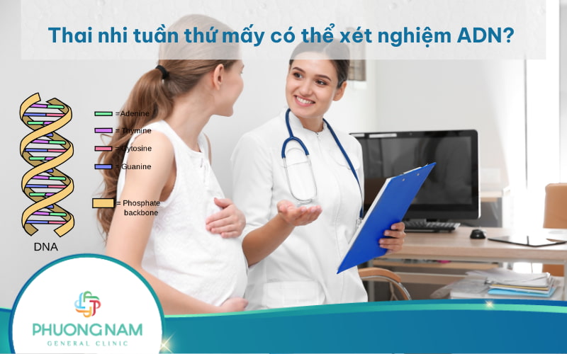 Thai nhi ở tuần thứ mấy có thể xét nghiệm ADN an toàn và hiệu quả?