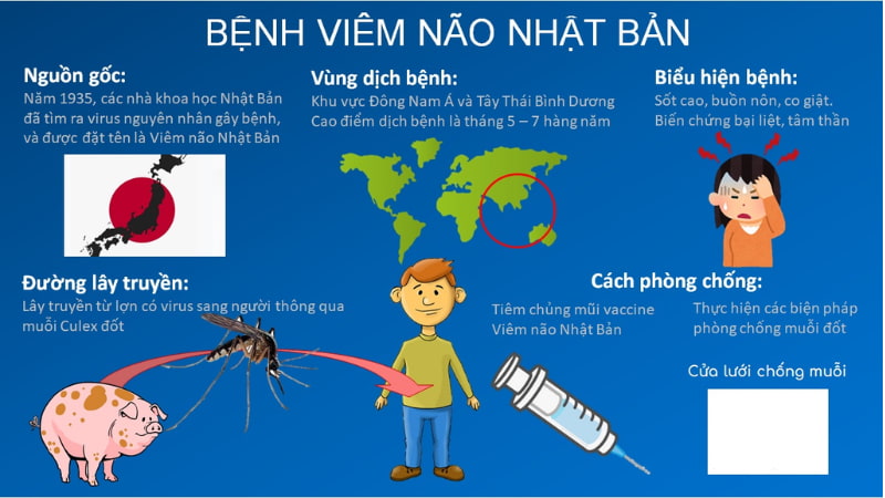 Viêm não Nhật Bản là bệnh lây truyền qua muỗi Culex