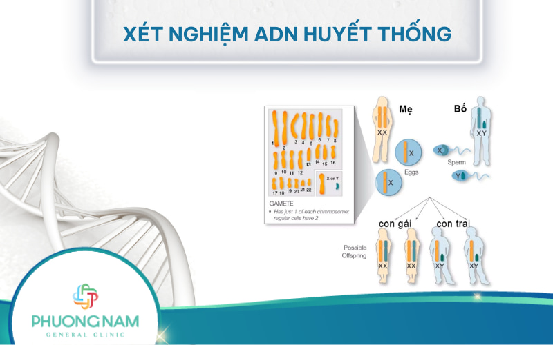 Tìm hiểu Xét nghiệm ADN huyết thống từ A - data-eio=