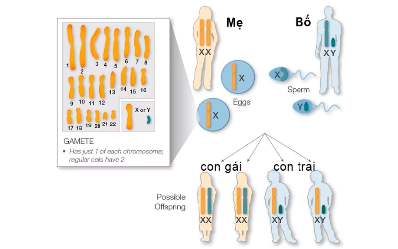 Con trai luôn nhận NST Y từ bố và 1 NST X từ mẹ, con gái luôn nhận 1 NST X từ bố và 1 NST X từ mẹ