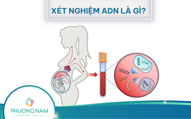 Xét nghiệm ADN là gì và mục đích của xét nghiệm ADN là gì?