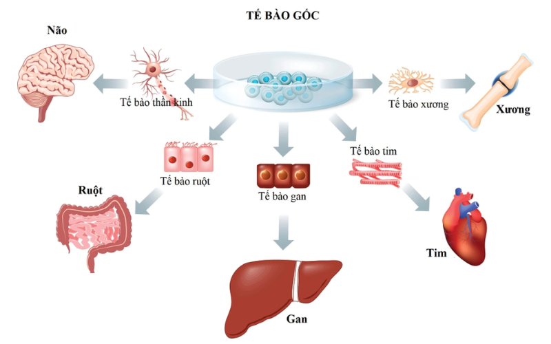 Tế bào gốc có thể được tìm thấy và lấy từ nhiều nguồn khác nhau trong cơ thể con người. 