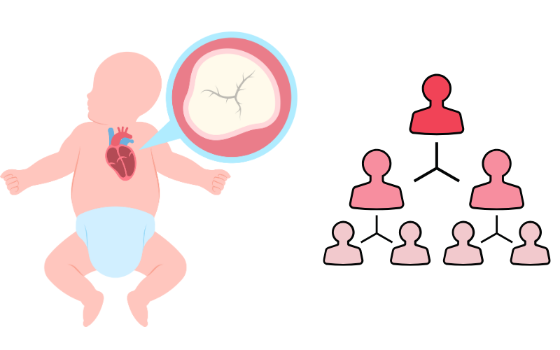 Yếu tố di truyền có thể liên quan đến một số trường hợp tim bẩm sinh, nhưng không phải lúc nào cũng di truyền từ cha mẹ sang con